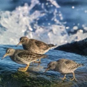 Meet your Posher, Cole